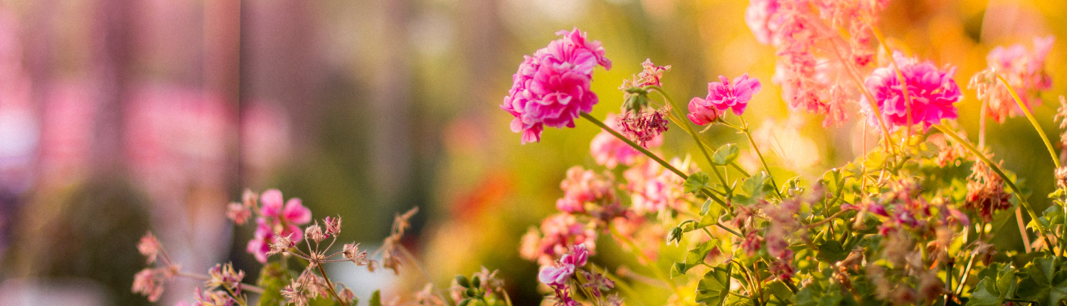 Mantenimiento de jardines en Madrid | FFR Jardinería