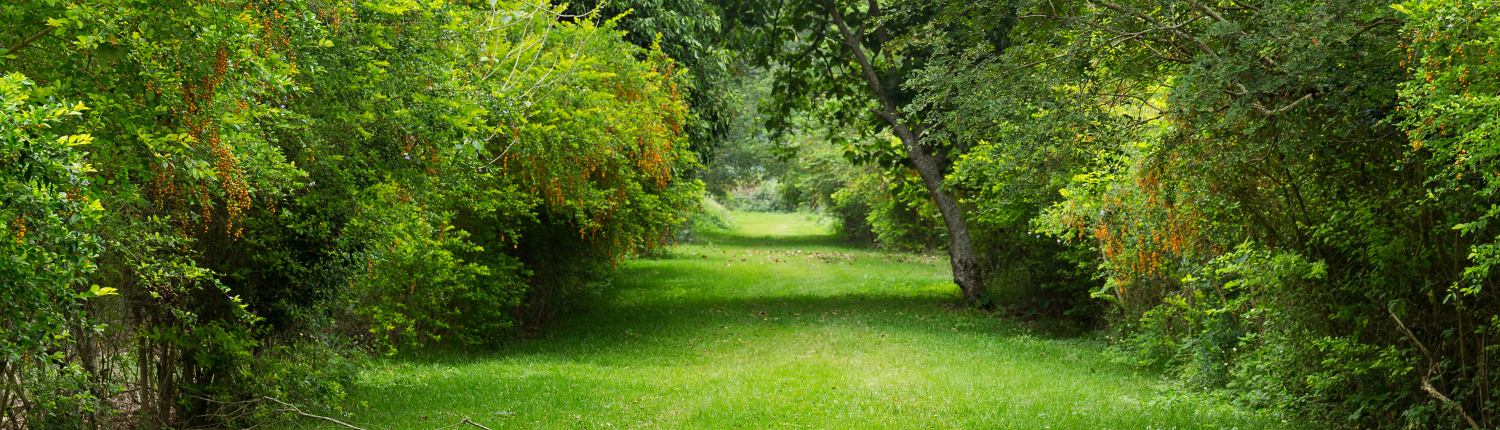 FFR Jardinería, empresa de jardinería en Madrid